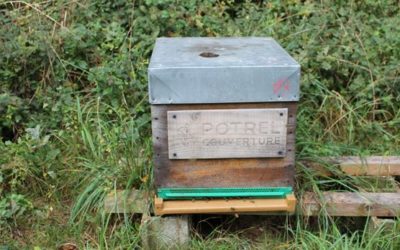 Des nouvelles de nos abeilles