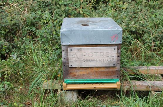 Des nouvelles de nos abeilles